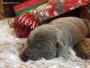 Labrador Retriever Puppy for sale in Carrollton, GA, USA