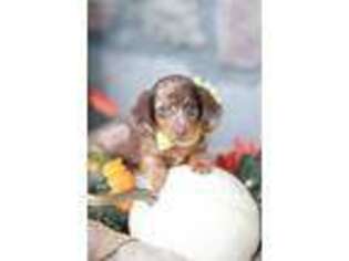 Dachshund Puppy for sale in Lodi, NY, USA