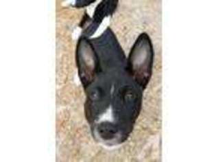 Basenji Puppy for sale in WILMINGTON, NC, USA