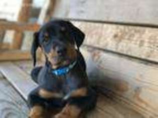 Doberman Pinscher Puppy for sale in Buffalo, MO, USA