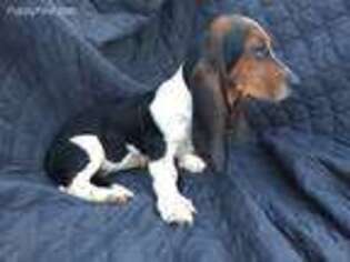 Basset Hound Puppy for sale in Nora Springs, IA, USA