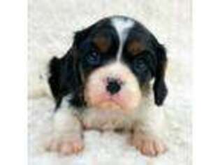 Cavalier King Charles Spaniel Puppy for sale in Marysville, CA, USA