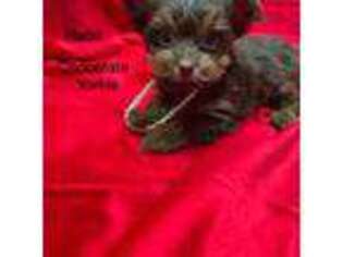 Yorkshire Terrier Puppy for sale in Pine Grove, PA, USA