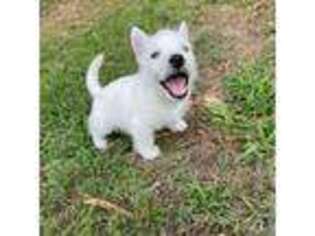 West Highland White Terrier Puppy for sale in Knightdale, NC, USA