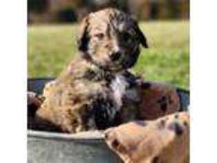 Mutt Puppy for sale in Charlotte, TN, USA