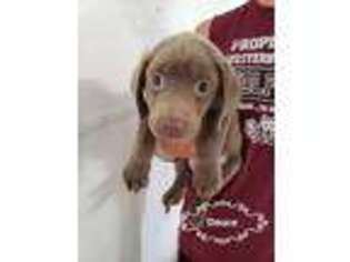 Labrador Retriever Puppy for sale in Doon, IA, USA
