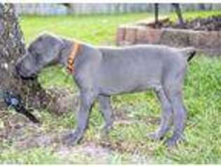 Great Dane Puppy for sale in Tomball, TX, USA