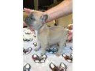Bulldog Puppy for sale in Carlsbad, CA, USA