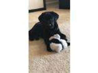 Labrador Retriever Puppy for sale in Beaufort, SC, USA