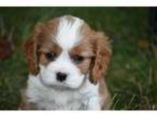 Cavalier King Charles Spaniel Puppy for sale in Parkesburg, PA, USA