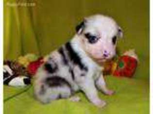 Miniature Australian Shepherd Puppy for sale in Kingman, AZ, USA