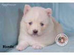 Siberian Husky Puppy for sale in Marshfield, MO, USA