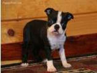 Boston Terrier Puppy for sale in Falcon, MO, USA