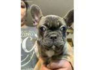 French Bulldog Puppy for sale in Hernando, MS, USA