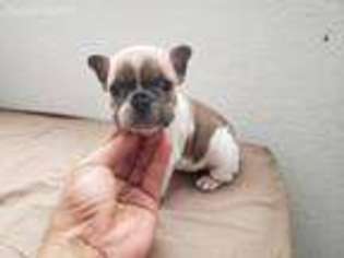 French Bulldog Puppy for sale in Littlerock, CA, USA
