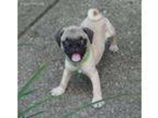 Pug Puppy for sale in Westfield, IN, USA