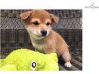 Shiba Inu Puppy for sale in West Palm Beach, FL, USA