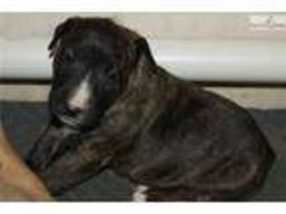Bull Terrier Puppy for sale in Cookeville, TN, USA