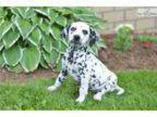 Dalmatian Puppy for sale in Cleveland, OH, USA
