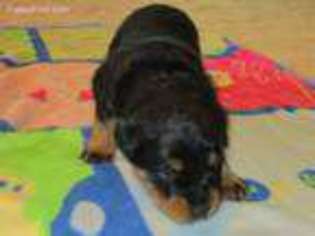 Rottweiler Puppy for sale in Paonia, CO, USA