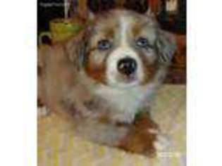 Miniature Australian Shepherd Puppy for sale in Land O Lakes, FL, USA