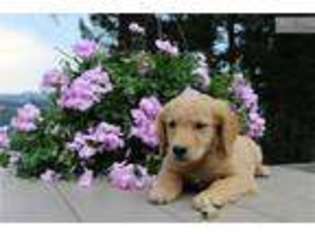 Golden Retriever Puppy for sale in Spokane, WA, USA