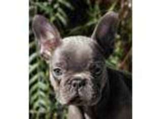 French Bulldog Puppy for sale in Escondido, CA, USA