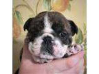 Bulldog Puppy for sale in Burlington, WI, USA