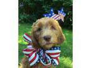 Goldendoodle Puppy for sale in Renton, WA, USA