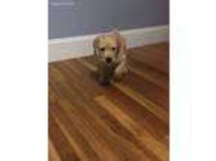 Labrador Retriever Puppy for sale in West Bridgewater, MA, USA