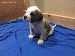 Mutt Puppy for sale in Kila, MT, USA