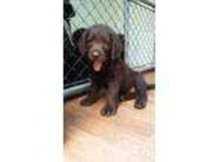 Labradoodle Puppy for sale in Fitzwilliam, NH, USA