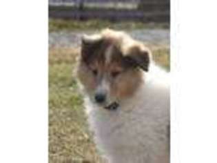 Collie Puppy for sale in Fayette, OH, USA