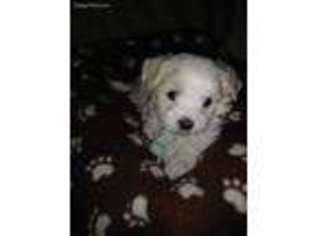 Maltese Puppy for sale in Piqua, OH, USA