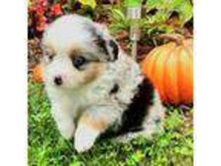 Miniature Australian Shepherd Puppy for sale in Russellville, KY, USA
