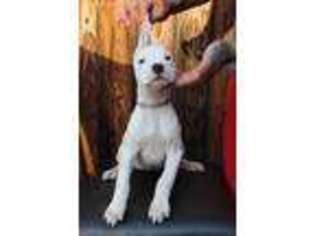 Dogo Argentino Puppy for sale in Riverside, CA, USA