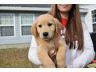 Golden Retriever Puppy for sale in Jacksonville, GA, USA
