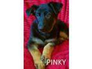 German Shepherd Dog Puppy for sale in Amelia, OH, USA