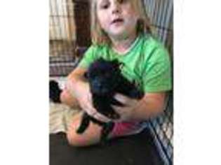 Schipperke Puppy for sale in Owensboro, KY, USA