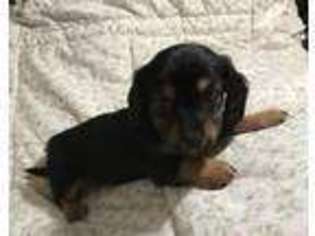 Dachshund Puppy for sale in Cohocton, NY, USA