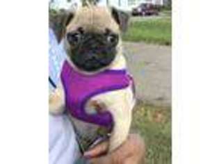 Pug Puppy for sale in Oxford, OH, USA