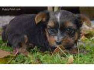 Yorkshire Terrier Puppy for sale in Millersburg, IN, USA