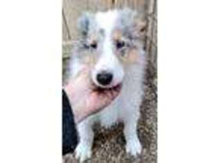 Collie Puppy for sale in Wheatland, MO, USA