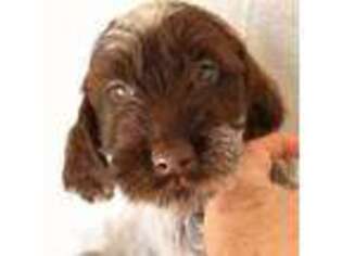Wirehaired Pointing Griffon Puppy for sale in Show Low, AZ, USA