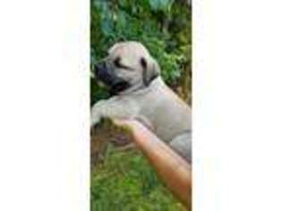 Boerboel Puppy for sale in Tryon, NC, USA