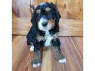 Mutt Puppy for sale in Lake City, FL, USA