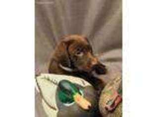 Labrador Retriever Puppy for sale in Porum, OK, USA