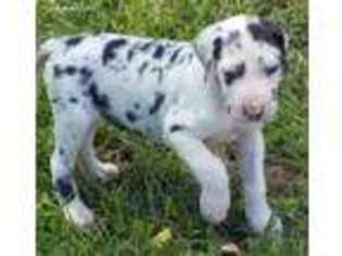 Great Dane Puppy for sale in Clinton, MO, USA