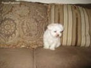 Maltese Puppy for sale in Ball Ground, GA, USA