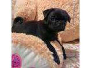 Pug Puppy for sale in Dexter, KS, USA